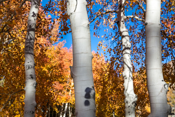Путешествие в Калифорнию